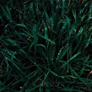 Preview wallpaper grass, drops, dew, macro, plant