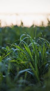 Preview wallpaper grass, drops, dew, wet