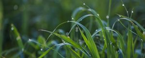 Preview wallpaper grass, drops, dew, wet