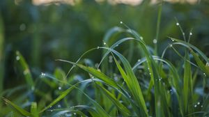 Preview wallpaper grass, drops, dew, wet