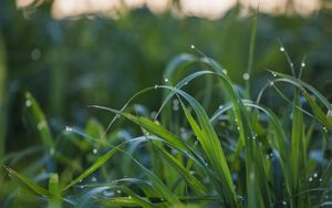 Preview wallpaper grass, drops, dew, wet