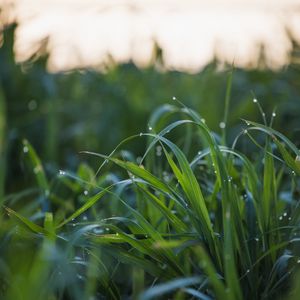 Preview wallpaper grass, drops, dew, wet