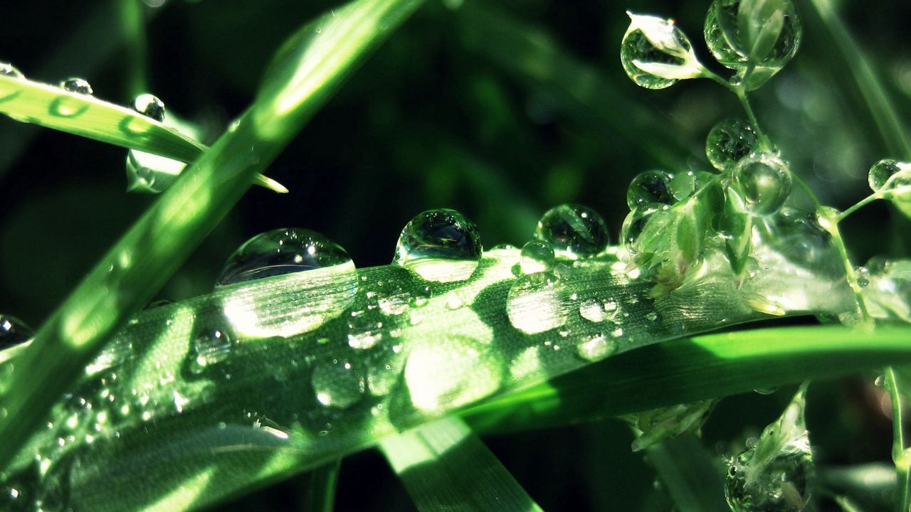 Wallpaper grass, drops, dew, moisture