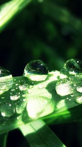 Preview wallpaper grass, drops, dew, moisture