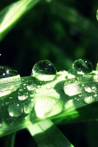 Preview wallpaper grass, drops, dew, moisture