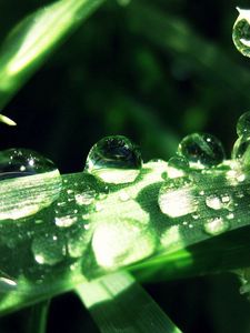 Preview wallpaper grass, drops, dew, moisture