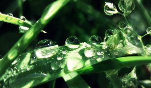 Preview wallpaper grass, drops, dew, moisture