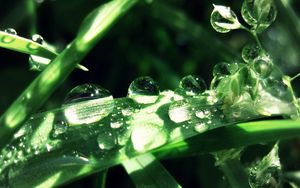 Preview wallpaper grass, drops, dew, moisture