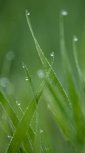 Preview wallpaper grass, drops, dew, macro, green