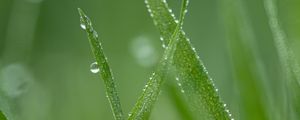 Preview wallpaper grass, drops, dew, macro, green