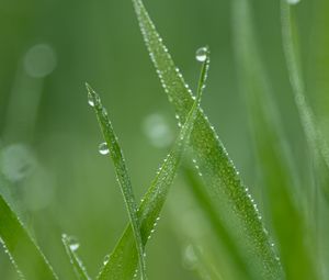 Preview wallpaper grass, drops, dew, macro, green