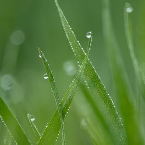 Preview wallpaper grass, drops, dew, macro, green