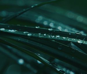 Preview wallpaper grass, drops, dew, macro, wet