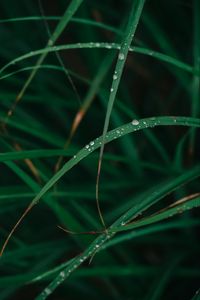 Preview wallpaper grass, drops, dew, macro, green, plant