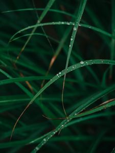 Preview wallpaper grass, drops, dew, macro, green, plant