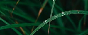 Preview wallpaper grass, drops, dew, macro, green, plant