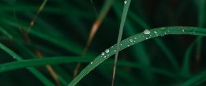 Preview wallpaper grass, drops, dew, macro, green, plant