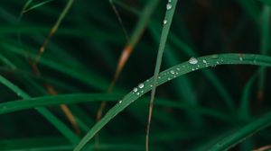 Preview wallpaper grass, drops, dew, macro, green, plant