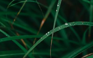 Preview wallpaper grass, drops, dew, macro, green, plant