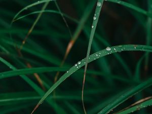 Preview wallpaper grass, drops, dew, macro, green, plant