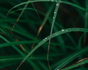 Preview wallpaper grass, drops, dew, macro, green, plant