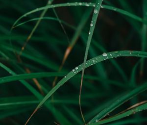 Preview wallpaper grass, drops, dew, macro, green, plant