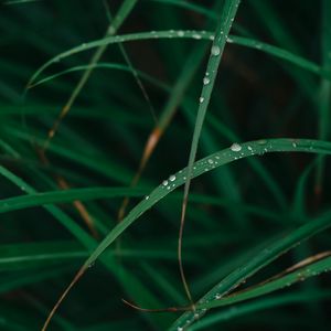 Preview wallpaper grass, drops, dew, macro, green, plant