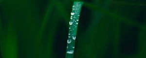 Preview wallpaper grass, drops, dew, macro, wet, green