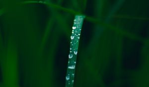 Preview wallpaper grass, drops, dew, macro, wet, green