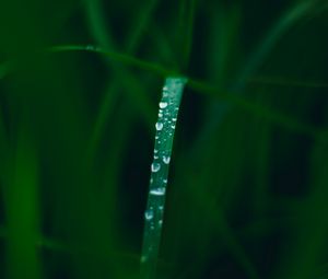 Preview wallpaper grass, drops, dew, macro, wet, green