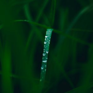 Preview wallpaper grass, drops, dew, macro, wet, green