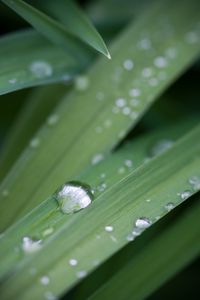 Preview wallpaper grass, drops, dew, macro, plant, green