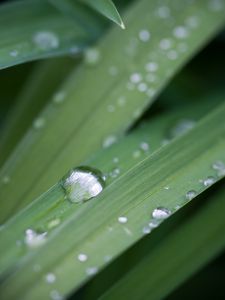 Preview wallpaper grass, drops, dew, macro, plant, green