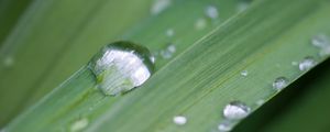 Preview wallpaper grass, drops, dew, macro, plant, green