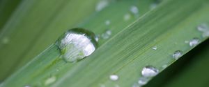 Preview wallpaper grass, drops, dew, macro, plant, green