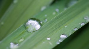 Preview wallpaper grass, drops, dew, macro, plant, green