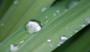 Preview wallpaper grass, drops, dew, macro, plant, green