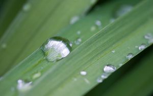 Preview wallpaper grass, drops, dew, macro, plant, green