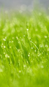 Preview wallpaper grass, drops, dew, macro, glare, green