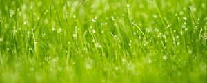 Preview wallpaper grass, drops, dew, macro, glare, green