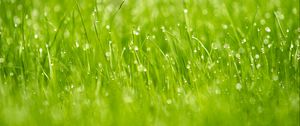 Preview wallpaper grass, drops, dew, macro, glare, green