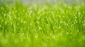Preview wallpaper grass, drops, dew, macro, glare, green