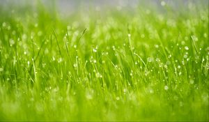 Preview wallpaper grass, drops, dew, macro, glare, green