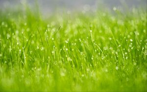 Preview wallpaper grass, drops, dew, macro, glare, green