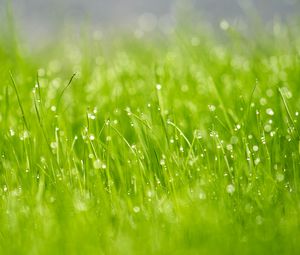 Preview wallpaper grass, drops, dew, macro, glare, green