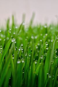 Preview wallpaper grass, drops, dew, macro, green, wet