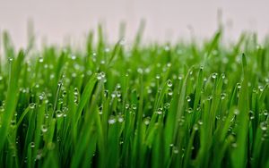Preview wallpaper grass, drops, dew, macro, green, wet