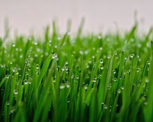 Preview wallpaper grass, drops, dew, macro, green, wet