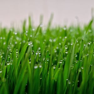 Preview wallpaper grass, drops, dew, macro, green, wet