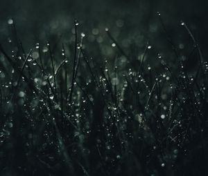 Preview wallpaper grass, drops, dew, macro, dark